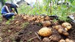 Alhamdulillah, Petani Kentang Panen Raya