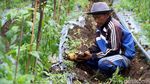 Alhamdulillah, Petani Kentang Panen Raya