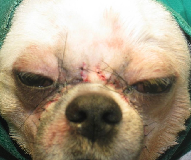 Terkait operasi plastik untuk anjing, banyak aktivis yang mengecam tindakan ini. Para aktivis menganggap bahwa ini merupakan pelecehan terhadap hewan yang tidak bisa menyuarakan pendapat mereka. Netizen pun sependapat dengan hal ini.  Foto: Dok. Korea Boo