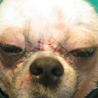 Terkait operasi plastik untuk anjing, banyak aktivis yang mengecam tindakan ini. Para aktivis menganggap bahwa ini merupakan pelecehan terhadap hewan yang tidak bisa menyuarakan pendapat mereka. Netizen pun sependapat dengan hal ini.  Foto: Dok. Korea Boo