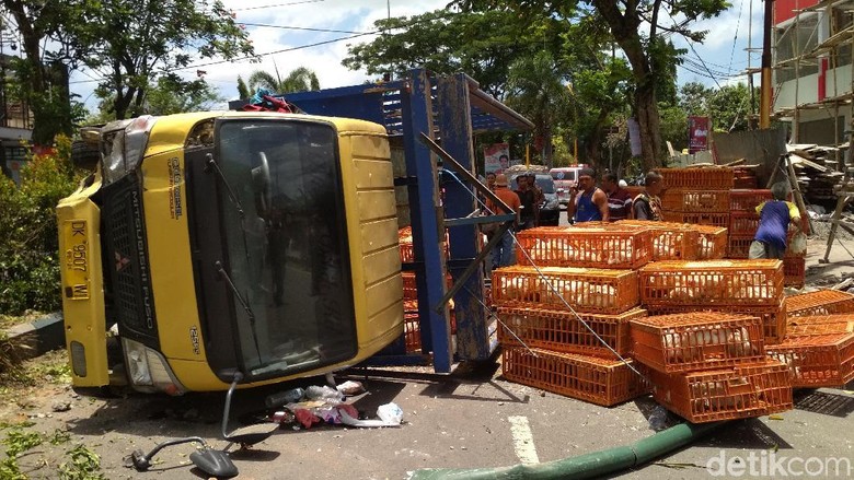  Truk  Pengangkut 1 000 Ayam  Potong Terguling di Tulungagung