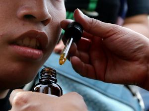 Peru Legalkan Ganja Medis