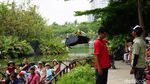 Foto: Singa Putih Sampai Kanguru Albino di Ancol