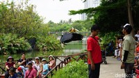 Ada pula pertunjukan burung atau Bird Show. Di sini, para petugas yang terampil akan menampilkan burung-burung pintar, bahkan ada burung pemangsa lho seperti elang laut (Shinta/detikTravel)
