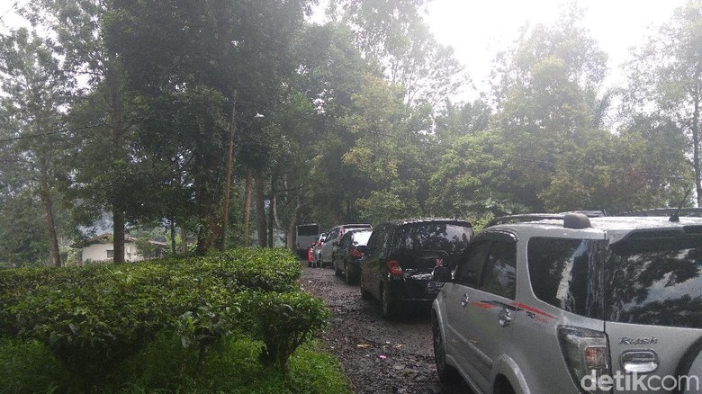 Sudah 3 Jam PNS DKI Peserta Tea Walk Terjebak di Gunung Mas Sudah 3 Jam PNS DKI Peserta Tea Walk Terjebak di Gunung Mas