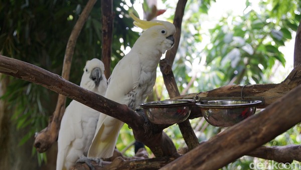 Ada wilayah Bird Park. Di sini, ada berbagai jenis burung khas Indonesia. Kakak tua hingga elang putih pun ada di Faunaland (Shinta/detikTravel)