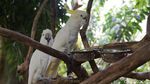 Foto: Singa Putih Sampai Kanguru Albino di Ancol