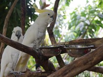 Video Lihat Hewan dari Dekat di Faunaland Ancol