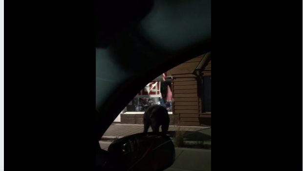 Deputi Nevins menemukan beruang hitam saat sedang berpatroli