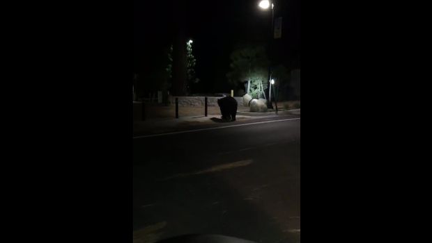 Merasa gerakannya diamati, beruang hitam itu pun kabur ke taman