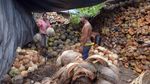 Warga Nekat Masuk Zona Merah Gunung Agung