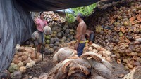 Ada juga petani yang tetap beraktivitas di kawasan zona merah di Desa Menanga, Karangasem, Bali, Jumat (20/10). Wira Suryantala/Antara Foto.
