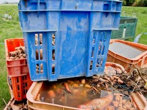 Harga Sayur di Queensland Naik Gila-Gilaan Akibat Banjir