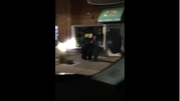 Waduh, Beruang Hitam Besar Berkeliaran di Pertokoan California