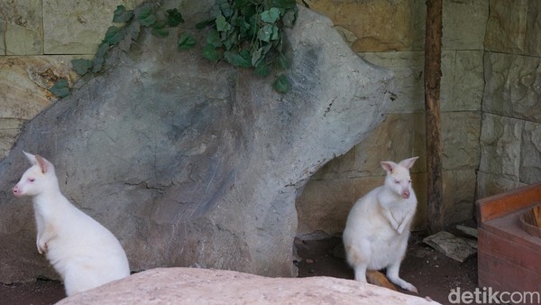 Ada juga kanguru albino yang lahir akibat perbedaan genetik. Warnanya benar-benar putih, seperti bukan kanguru (Shinta/detikTravel)