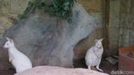 Foto: Singa Putih Sampai Kanguru Albino di Ancol