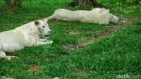 Salah satu hewan yang bisa dilihat dan unik adalah singa putih. Traveler juga dapat berinteraksi dengan memberi makan singa... berani? (Shinta/detikTravel)