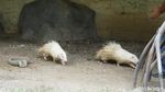 Foto: Singa Putih Sampai Kanguru Albino di Ancol