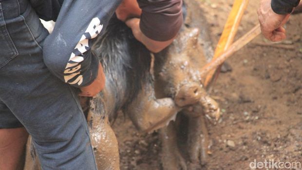 Adu Bagong di Kabupaten Bandung Tradisi yang Bergeser Makna