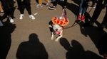 Lucunya! Anjing-anjing Ini Cosplay di Parade Halloween