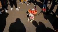 Seekor anjing berpakaian seperti Pie Amerika (REUTERS/Lucas Jackson)