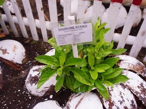 Ini Rahasia Lansia di Sulut Tetap Sehat dan Produktif di Usia Senja