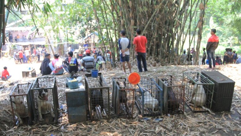 Ini Lokasi Adu Bagong di Kabupaten Bandung yang Disorot Dunia Ini Lokasi Adu Bagong di Kabupaten Bandung yang Disorot Dunia
