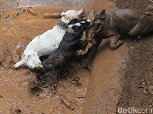 Pimpinan Komisi IV DPR: Adu Bagong Kejam Harus Disetop!