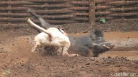 Salah satu warga yang hobi nonton adu bagong (dugong), Engkos (49) mengaku sudah sejak umur delapan tahun ia suka menonton dugong yang dihelat di dekat rumahnya di Kecamatan Dayeuhkolot.