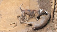 Tempat pertarungan hewan antara babi hutan (bagong) dan anjing ini berukuran sekitar 30x5 meter yang dikelilingi menggunakan pagar bambu dan ram kawat setinggi 3 meter.