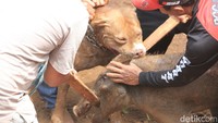 Media asing menyoroti tradisi adu bagong (dugong) yang berada di Kecamatan Majalaya, Kabupaten Bandung.