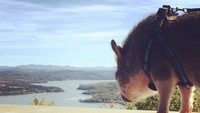 Berbagai destinasi wisata alam dikunjungi Hamlet bersama dengan Megan. Lalu foto-fotonya banyak diunggah ke akun Instagram yang dibuatkan untuk Hamlet @hamlet_the_beach_hog (hamlet_the_beach_hog/Instagram)
