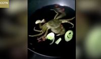 Wah, Kepiting Hidup Ini Masih Makan Sayuran Saat Dimasak!