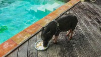 Ada pula saat Hamlet asyik makan di pinggir kolam renang. Pemandangan di belakang kolamnya pun cantik lho (hamlet_the_beach_hog/Instagram)