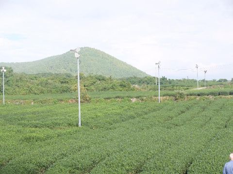 Indahnya O'sulloc , Kebun Teh Hijau Milik AmorePacif di Pulau Jeju