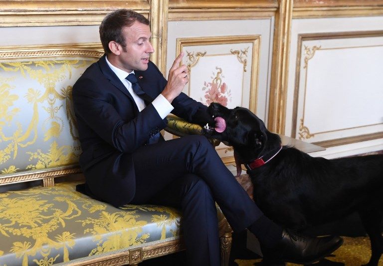 French president Emmanuel Macron gestures towards his dog Nemo during a meeting with German Vice Chancellor and German Foreign Minister at the Elysee presidential Palace in Paris on August 30, 2017. / AFP PHOTO / POOL / ALAIN JOCARD