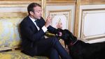 Foto: Nemo, Anjing yang Nyelonong Kencing Saat Presiden Rapat