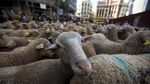 Foto: Ratusan Domba Geruduk Pusat Kota Madrid, Ada Apa?