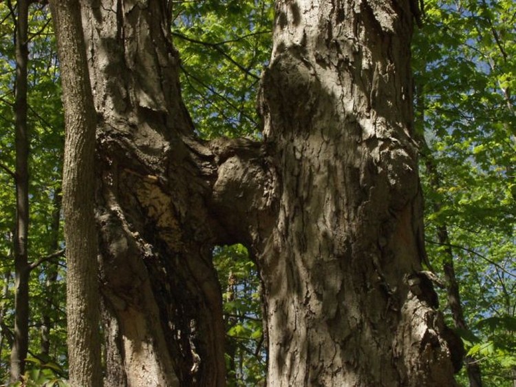 Those trees. 37 На дереве. Тотошка дерево. Дуб удивительное дерево цифра 4 разбор. Как выглядела деревьев которые оказались братья.