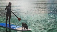 Tak hanya bersantai di pinggir pantai. Hamlet ikutan menjajal olahraga air seperti stand up paddle (hamlet_the_beach_hog/Instagram)