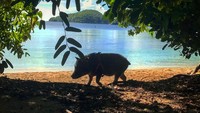 Cukup banyak foto Hamlet yang sedang berkunjung ke pantai (hamlet_the_beach_hog/Instagram)