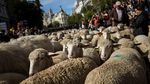 Foto: Ratusan Domba Geruduk Pusat Kota Madrid, Ada Apa?