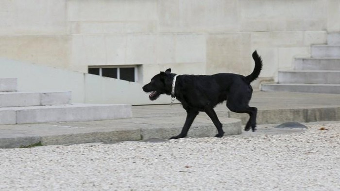 Waduh! Presiden Prancis Rapat, Anjingnya Nyelonong Kencing