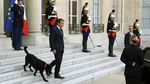 Foto: Nemo, Anjing yang Nyelonong Kencing Saat Presiden Rapat