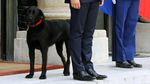 Foto: Nemo, Anjing yang Nyelonong Kencing Saat Presiden Rapat