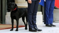 Macron dan istrinya, Brigitte membelinya dari pusat penyelamatan hewan seharga 250 Euro. (Foto: AFP PHOTO / LUDOVIC MARIN)