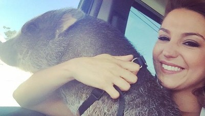 Foto: Babi yang Sering Traveling Bareng Cewek Cantik