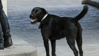 Nemo adalah anjing peliharaan Presiden Prancis, Emmanuel Macron (Foto: AFP PHOTO / LUDOVIC MARIN)