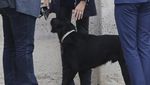Foto: Nemo, Anjing yang Nyelonong Kencing Saat Presiden Rapat