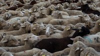 Ratusan domba ini pun melintas di pusat kota Madrid sambil jadi atraksi bagi wisatawan.